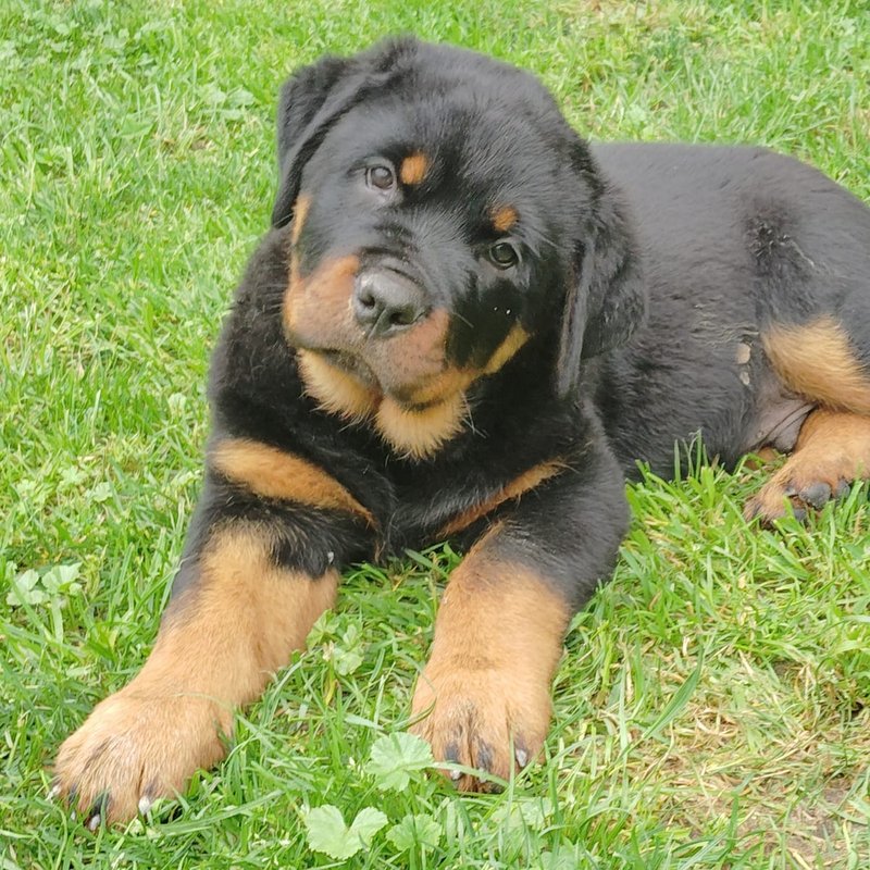Rottweiler Welpe